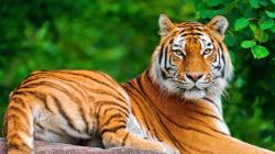 Tiger- Photo#07