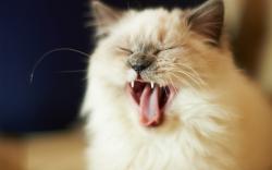 Tired yawning cat