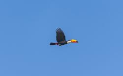 Toucan Bird Flying Sky