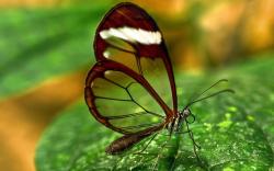 Butterfly Transparent Wings