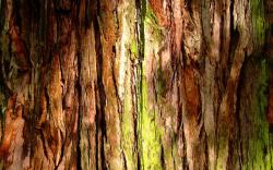 Wallpaper Tags: mossy nature tree bark green plants moss photography forests