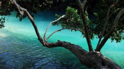 Tree branch over water