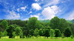 Enterprise Holdings 50 Million Tree Pledge
