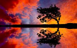Tree Sunset Reflection