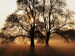 Foggy Nature Tree Iphone Wallpaper Facebook Cover Twitter