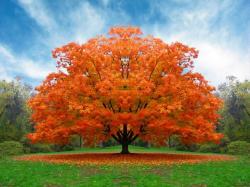 Appealing Colorful Tree Wallpaper 1024x768px