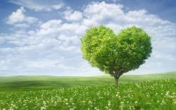Description: The Wallpaper above is Summer heart tree Wallpaper in Resolution 1680x1050. Choose your Resolution and Download Summer heart tree Wallpaper