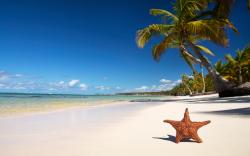 Tropical beach starfish