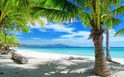 Tropical beach under palms
