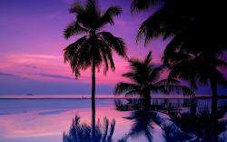 Tropical purple sunset