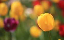 Tulip bud yellow