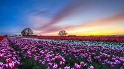 Beautiful Tulip Field Wallpaper