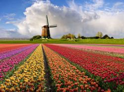 Tulip Fields 11 Wallpaper HD