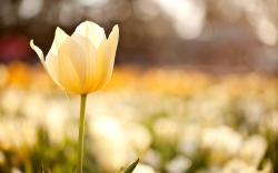 Tulip Yellow Flower Field Macro Nature