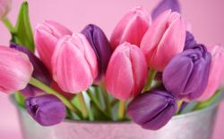 Cute Flower Wallpaper; Pink Tulips; Pinocchio
