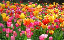 Tulips-tulips-28594078-1920-1200