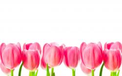Beautiful Tulips HD wallpapers