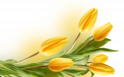 Description: The Wallpaper above is Tulips Yellow Wallpaper in Resolution 2560x1600. Choose your Resolution and Download Tulips Yellow Wallpaper