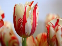 red striped tulip hd wallpapers cool desktop background images widescreen