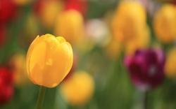 Tulips Spring Flowers Focus Bokeh Close-Up