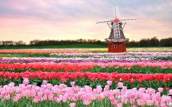 Tulips field holland