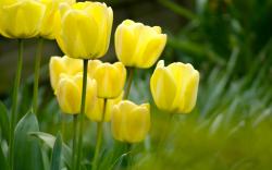 Background animated tulips flowers yellow images