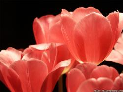 Wallpaper: Pink Tulips petals flowers
