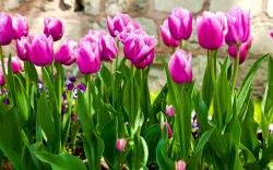 Tulips Purple Leaves Spring HD Wallpaper