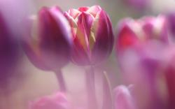 Tulips Macro