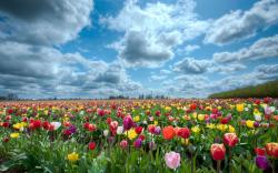 Tulips scenery