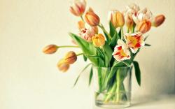 Vase Tulips Macro
