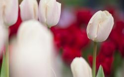 Tulips White Focus Blur