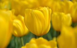 Tulips Yellow Nature Spring