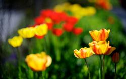 Tulips Yellow Red Spring Nature