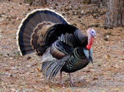 Don't let your turkey hunt get too wild
