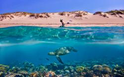 Turtle beach underwater