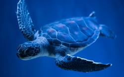 underwater turtle