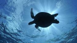 ... Silhouette of a Green Sea Turtle (Chelonia mydas) ...