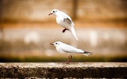 Two Birds Seagulls