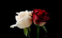 White Red Rose Flower