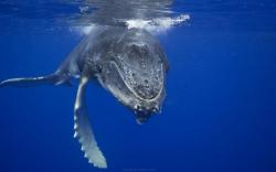 Underwater Blue Whale