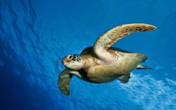 Underwater Turtle Ocean