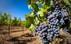 Santa Monica Mountains Vineyard Ban Approved