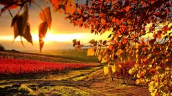 Vineyard autumn seasons maurizio rellini 1024x768