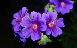 Violet Purple Flower Image