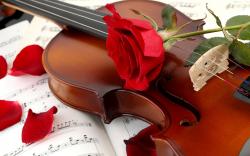 Violin red rose