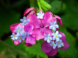 Vivid Purple Flowers Blue