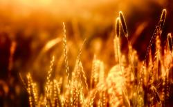 Closeup Of Grass in The Warm Sun Wallpaper Resolution 2560x1600px