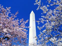 Washington Monument through the cherry blossoms, Washington D.C. 1600x1200 wallpaper