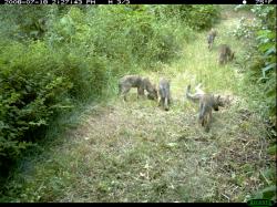 Wolf pack confirmed in Washington State.